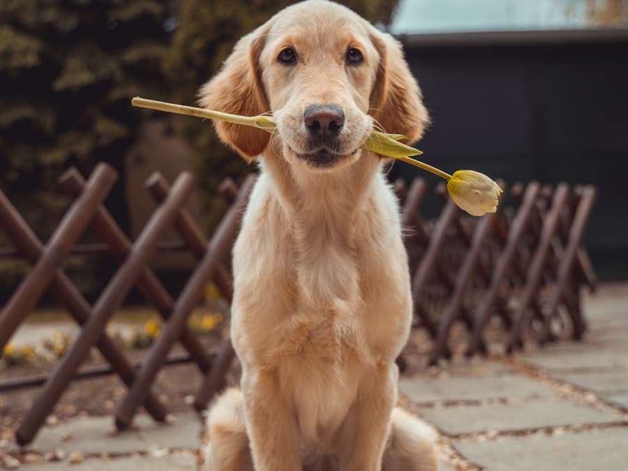 Golden retriever puppy