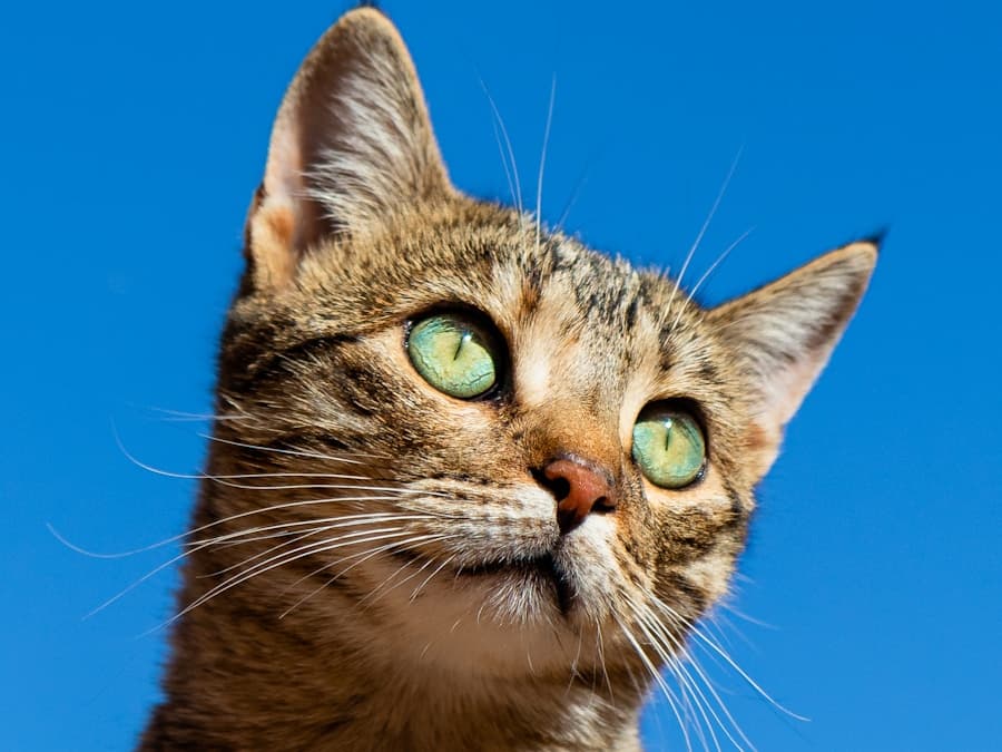 Orange tabby cat
